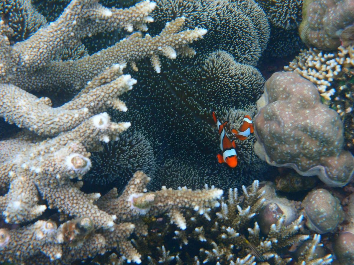 Amrita Maumere Resort Esterno foto